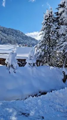 a group of trees covered in snow next to a river at Appartement L'Ecureuil 8 pers -Prox pistes et centre village- in Les Carroz d'Araches