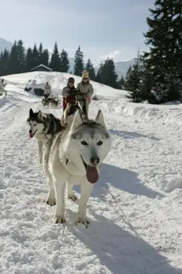 two husky dogs walking in the snow at EA115 - 2 Pièces 6 Pers proche centre des Carroz in Les Carroz d'Araches