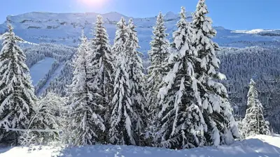 a group of pine trees covered in snow at Résidence Les Pleiades - Appartement lumineux et confortable · Centre station · Balcon · Parking couvert MAE-7351 in Flaine