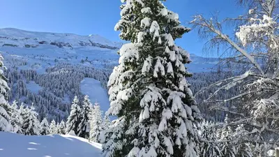 a snow covered tree with a view of a valley at Résidence Belier - Appartement confortable et lumineux · Au pied des pistes · WIFI gratuit et illimité MAE-7384 in Flaine