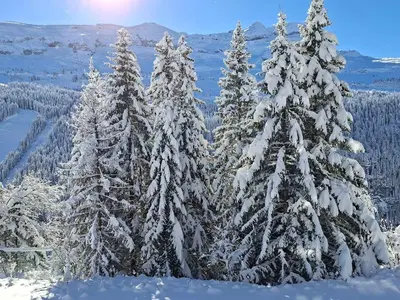 a group of pine trees covered in snow at Appartement lumineux 8 pers · Balcon · Parking en option - FR-1-425-131 in Flaine